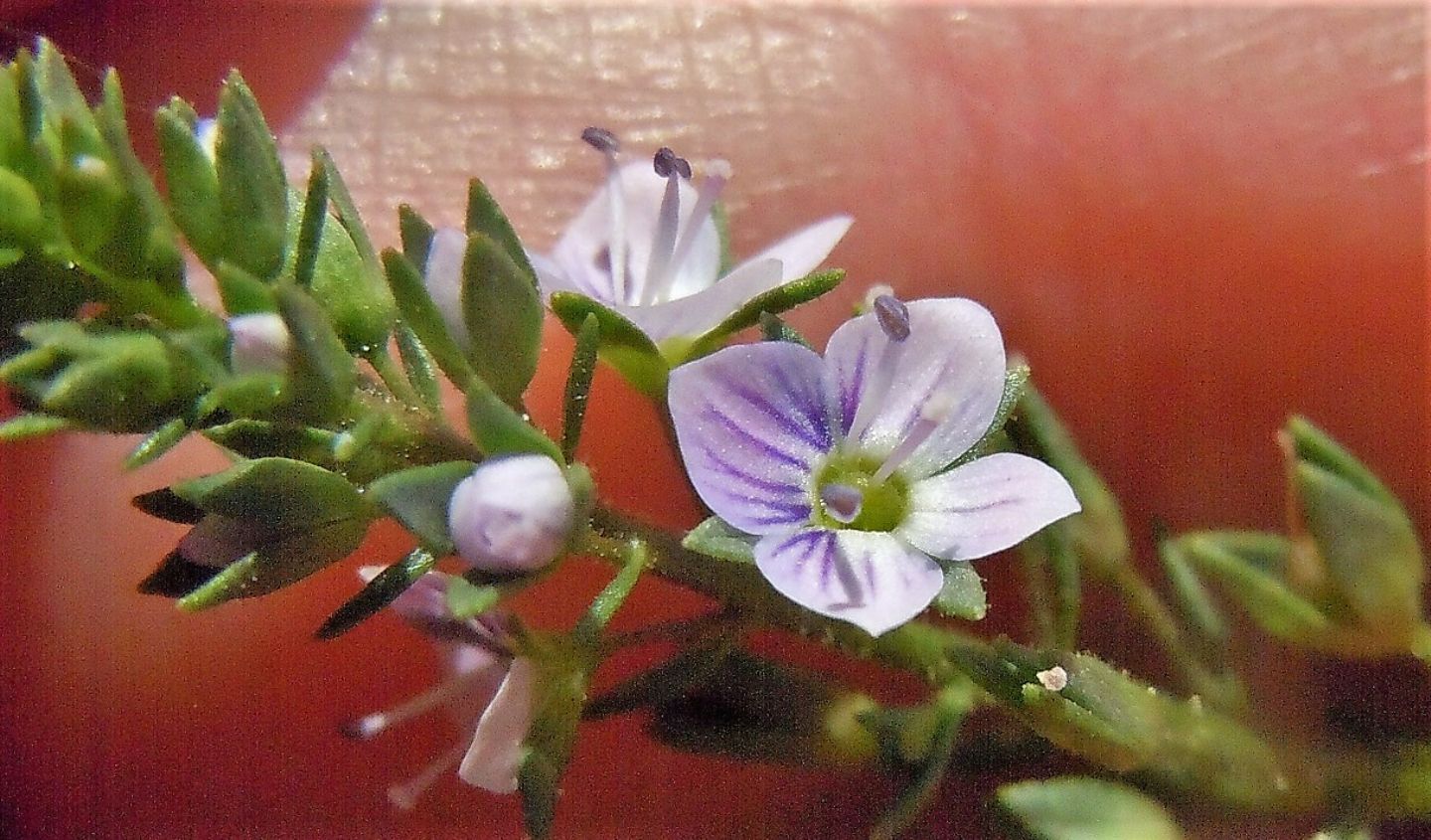 Veronica anagallis-aquatica